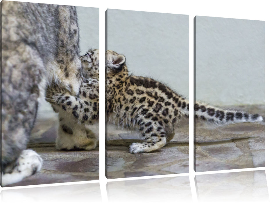 kleiner Leopard beim Spielen Leinwandbild 3 Teilig