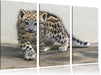 stolzierendes Leopardenjunges Leinwandbild 3 Teilig