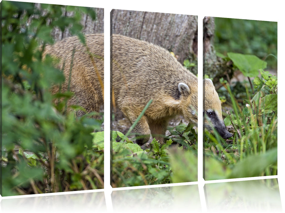 Nasenbär sucht nach Nahrung Leinwandbild 3 Teilig