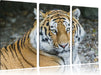 prächtiger Tiger Leinwandbild 3 Teilig