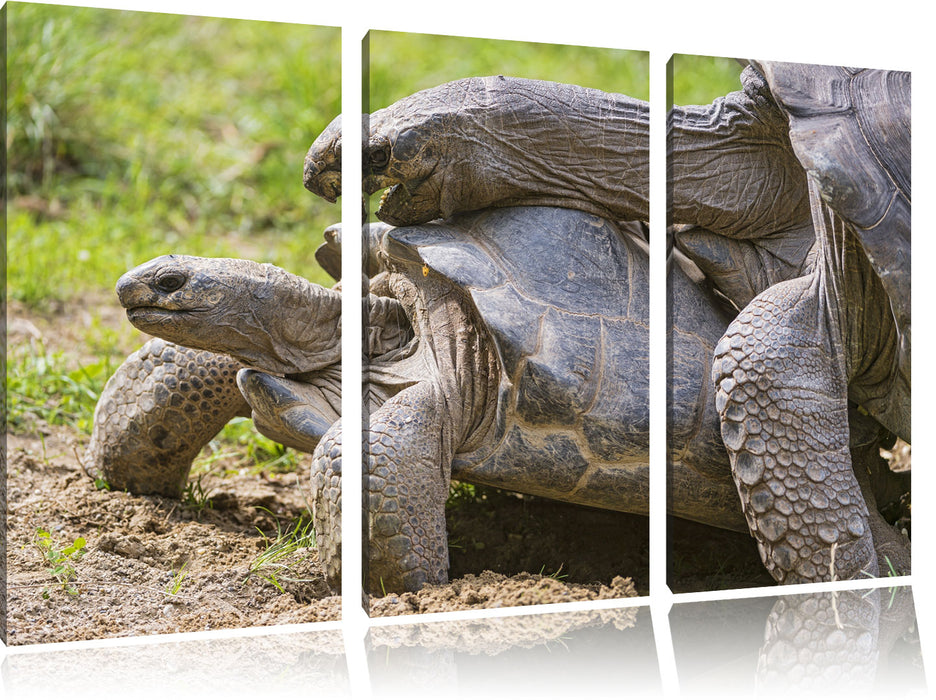 liebevolles Schildkrötenpaar Leinwandbild 3 Teilig