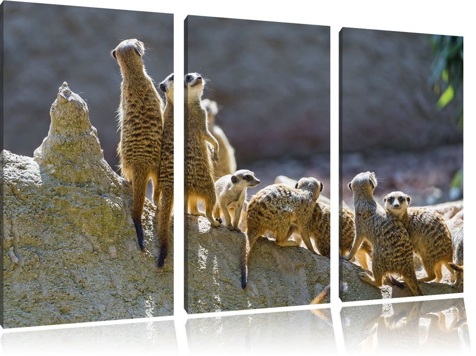 große Erdmännchen Familie Leinwandbild 3 Teilig