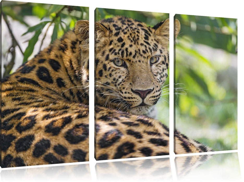 aufmerksamer Leopard im Schatten Leinwandbild 3 Teilig