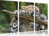 verspielter Leopard Leinwandbild 3 Teilig