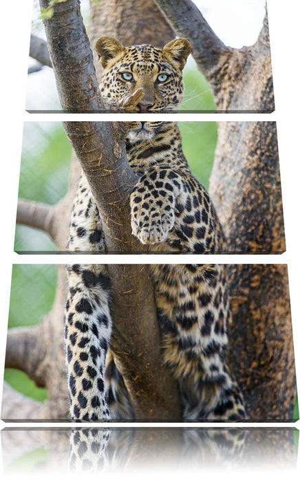 majestätischer Leopard auf Baum Leinwandbild 3 Teilig