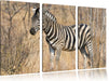 einsames Zebra Leinwandbild 3 Teilig