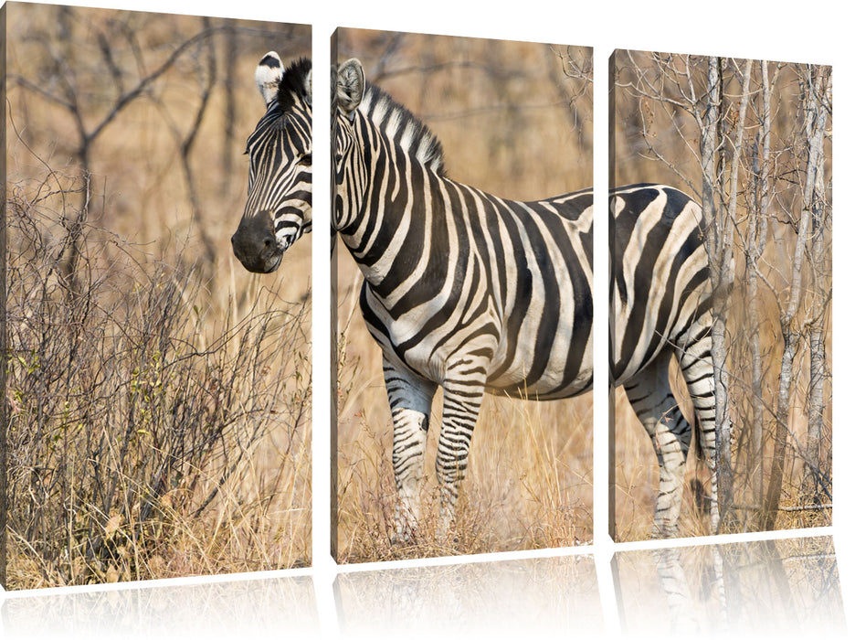 einsames Zebra Leinwandbild 3 Teilig