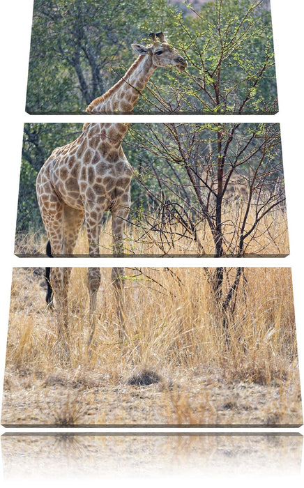 Giraffe beim Fressen Leinwandbild 3 Teilig