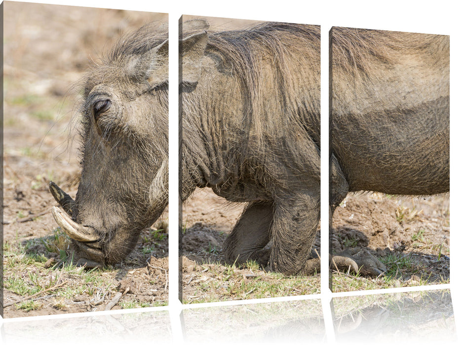 Warzenschwein durchwühlt Boden Leinwandbild 3 Teilig