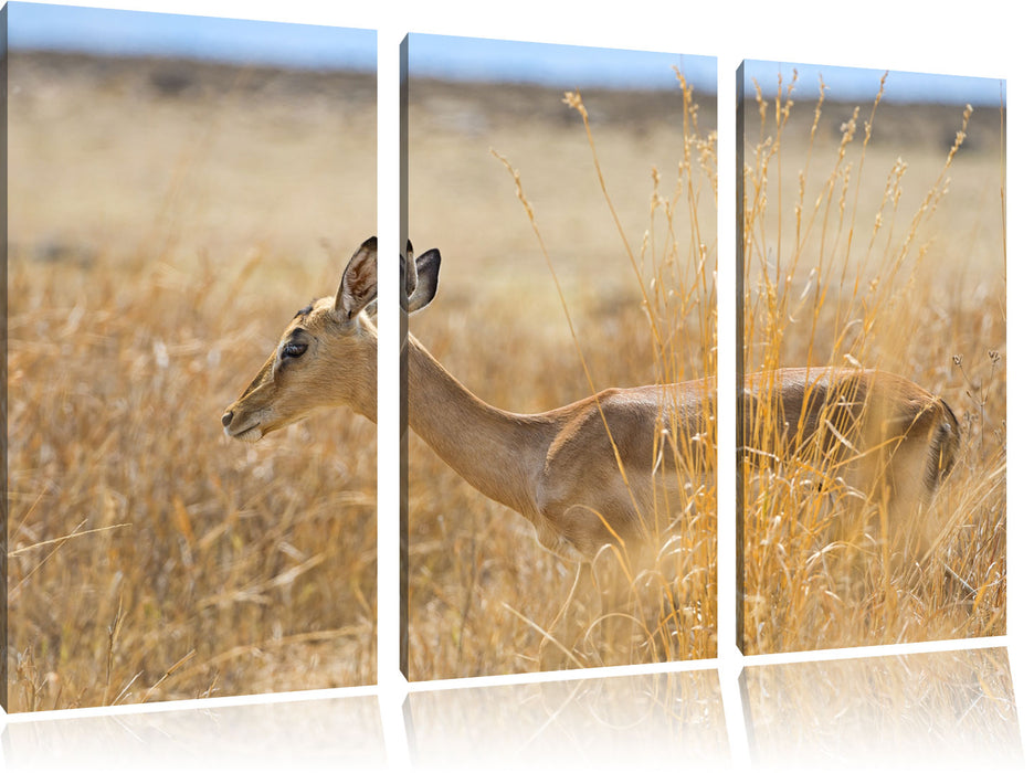 Gazelle im hohen Gras Leinwandbild 3 Teilig