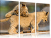 Löwenjunge beim Spielen Leinwandbild 3 Teilig