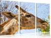 anmutige Giraffe isst Leinwandbild 3 Teilig