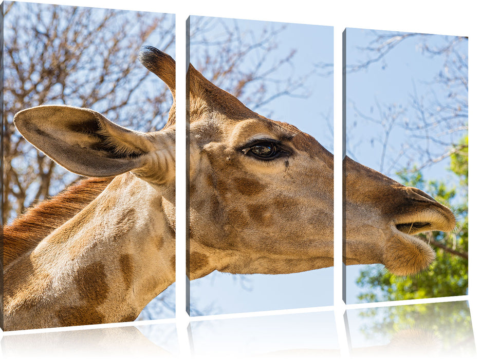 anmutige Giraffe isst Leinwandbild 3 Teilig