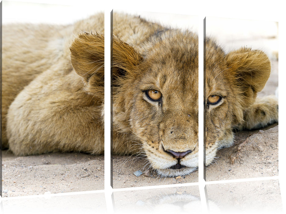 wachsamer junger Löwe Leinwandbild 3 Teilig