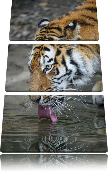 Tiger am Wasser Leinwandbild 3 Teilig