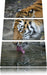 Tiger am Wasser Leinwandbild 3 Teilig