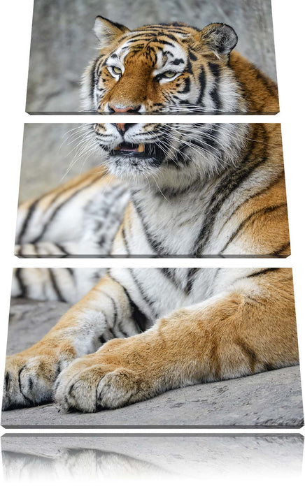 stolzer Tiger Leinwandbild 3 Teilig