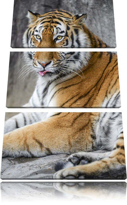 schöner Tiger beim Putzen Leinwandbild 3 Teilig