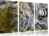 kleine Manul im Gras Leinwandbild 3 Teilig