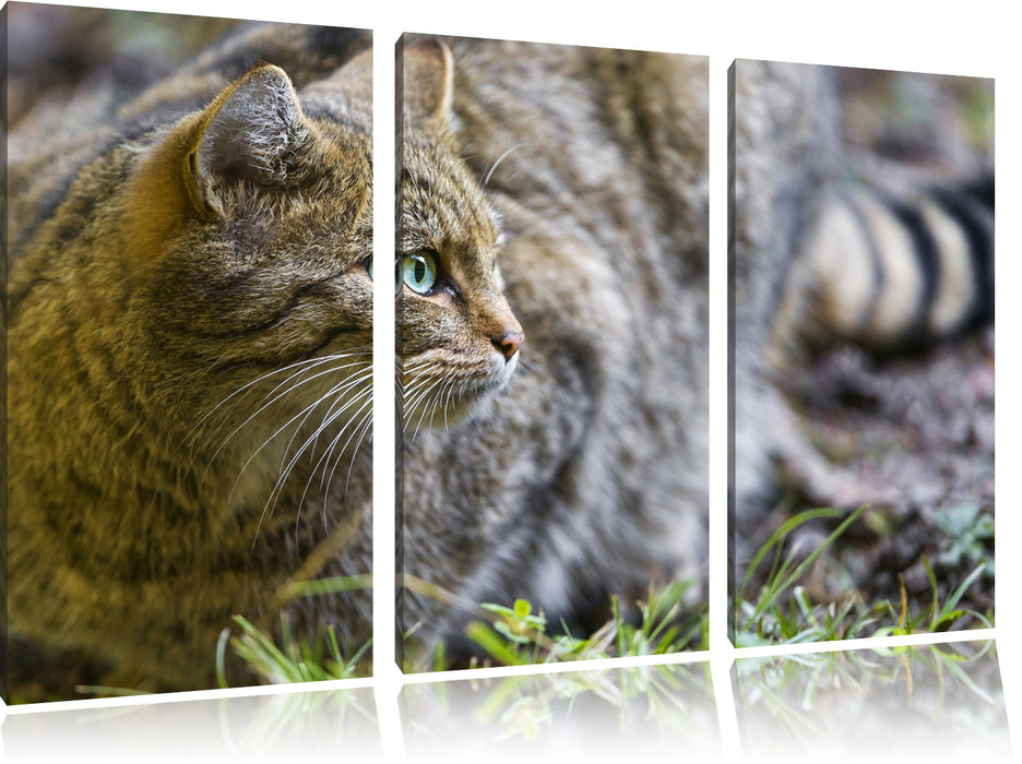 kleine Manul im Gras Leinwandbild 3 Teilig