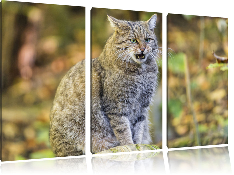 Manul auf Baumstamm Leinwandbild 3 Teilig