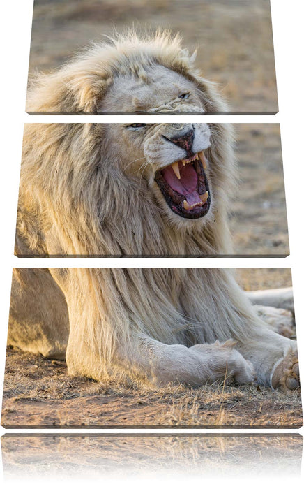 brüllender weißer Löwe Leinwandbild 3 Teilig