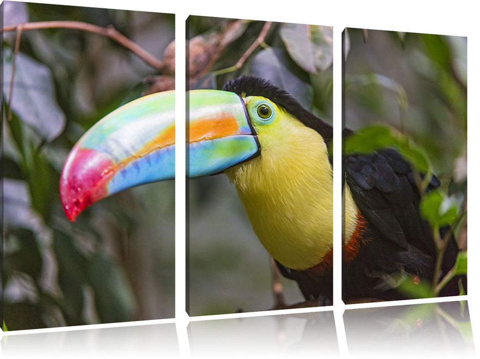 farbenfroher Fischertukan Leinwandbild 3 Teilig