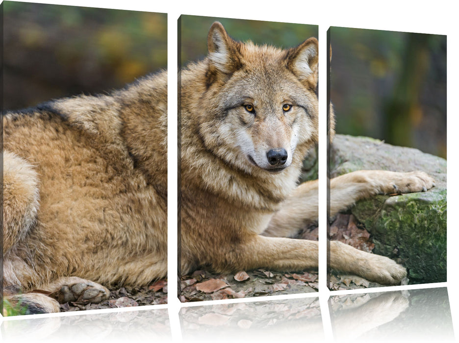 stolzer Wolf auf Stein Leinwandbild 3 Teilig