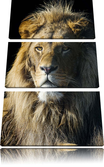 beeindruckender Löwe Leinwandbild 3 Teilig
