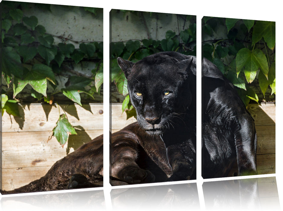 schwarzer Panther Leinwandbild 3 Teilig