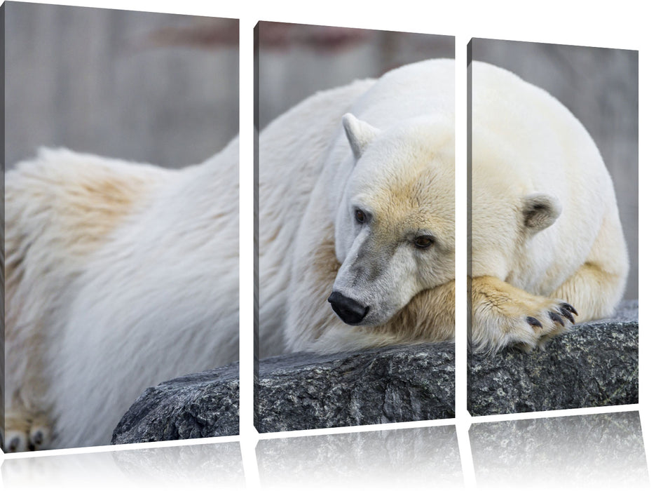 schlafender Eisbär Leinwandbild 3 Teilig