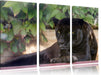 schöner schwarzer Panther Leinwandbild 3 Teilig