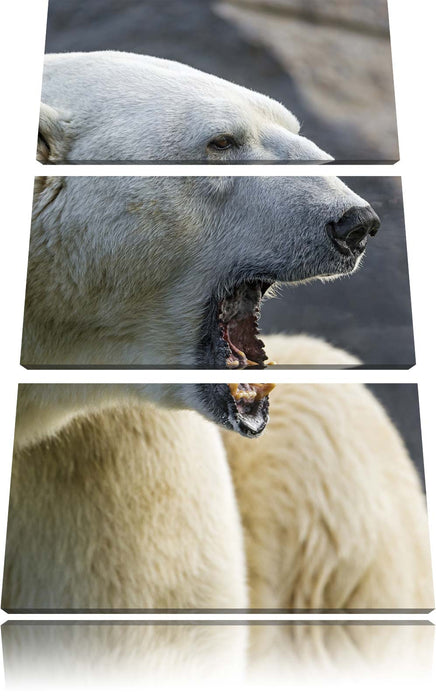 brüllender Eisbär Leinwandbild 3 Teilig