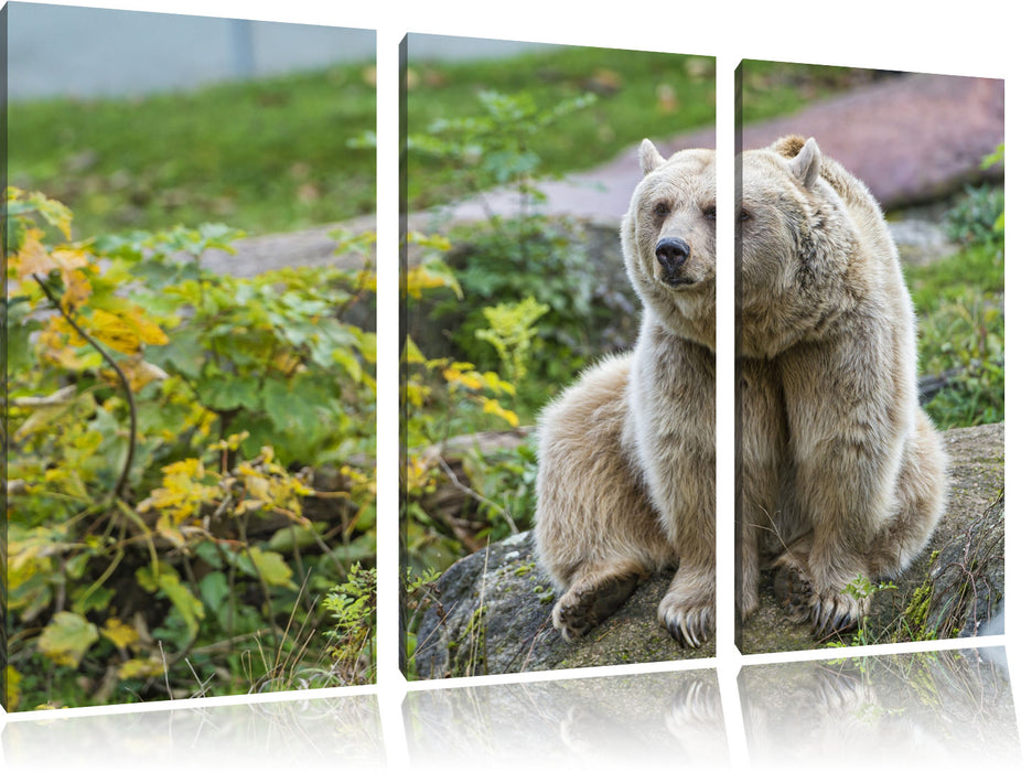 niedlicher Grizzlybär auf Stein Leinwandbild 3 Teilig