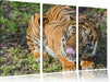 großer Tiger Leinwandbild 3 Teilig