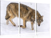 seltener Wolf im Schnee Leinwandbild 3 Teilig