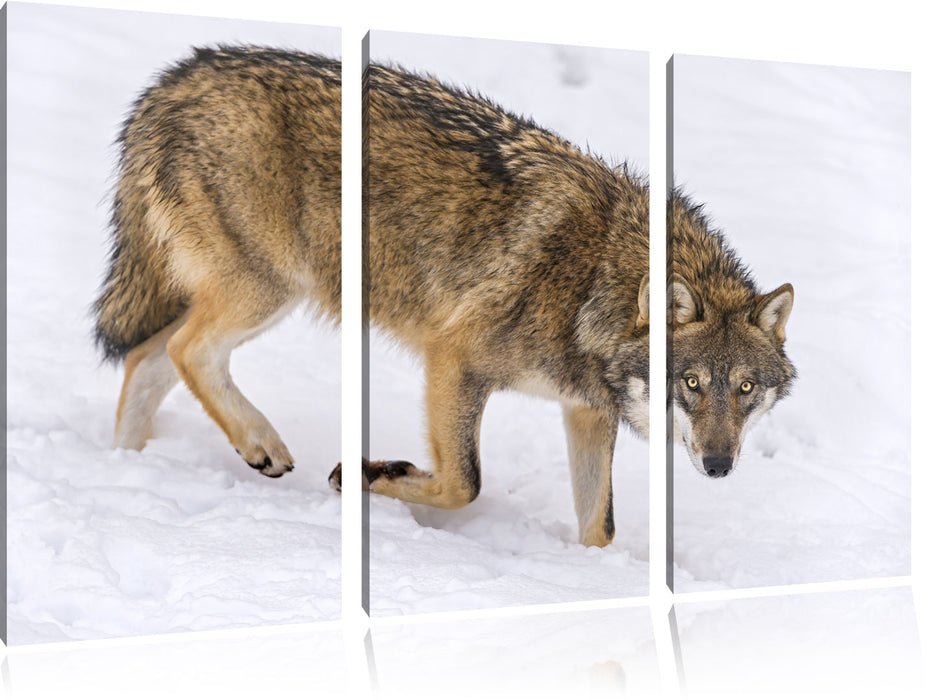 seltener Wolf im Schnee Leinwandbild 3 Teilig