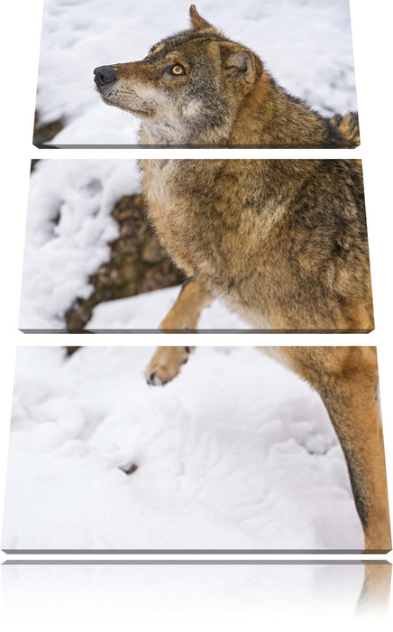 schöner Wolf im Schnee Leinwandbild 3 Teilig