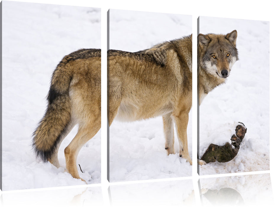 prächtiger Wolf im Schnee Leinwandbild 3 Teilig