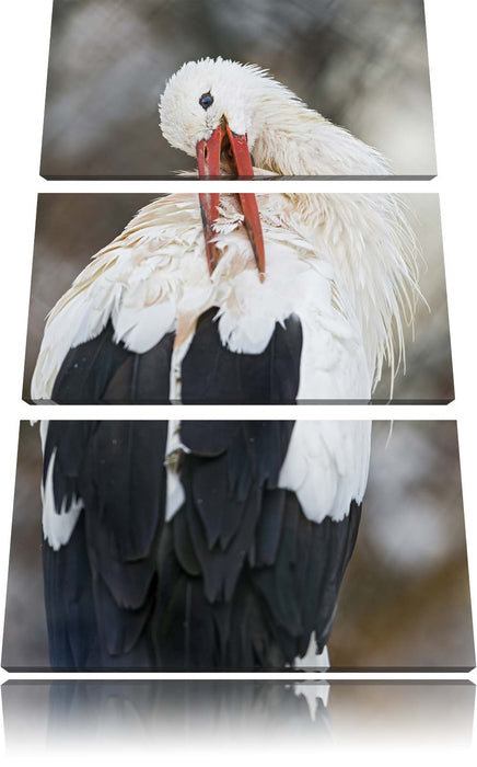 Storch putzt sich Leinwandbild 3 Teilig