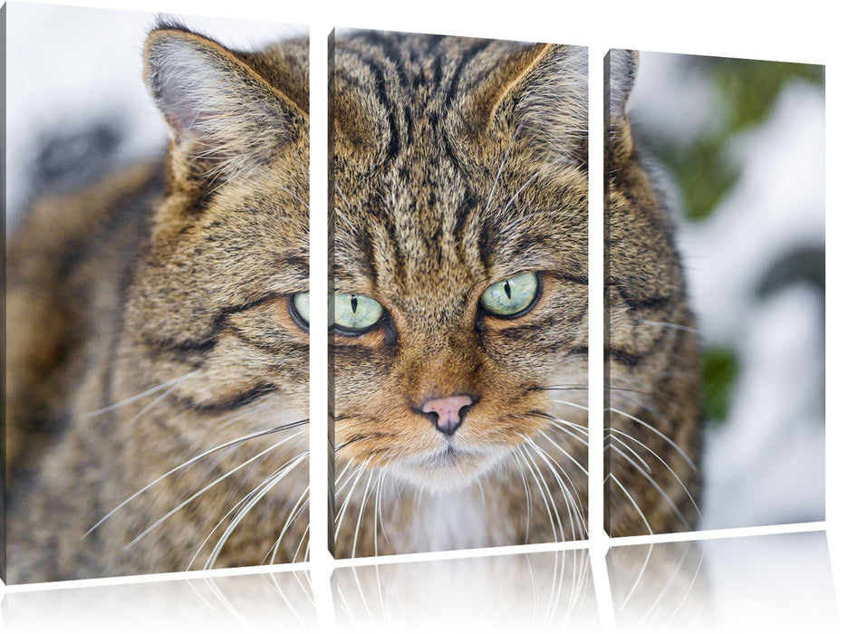 lauernde Manul Leinwandbild 3 Teilig