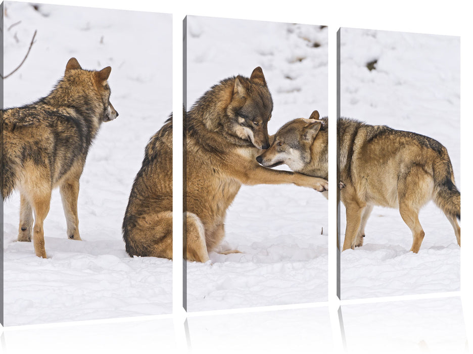 spielendes Wolfsrudel Leinwandbild 3 Teilig