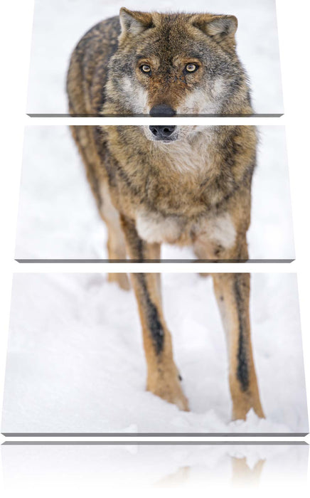 Wolf in Schneelandschaft Leinwandbild 3 Teilig