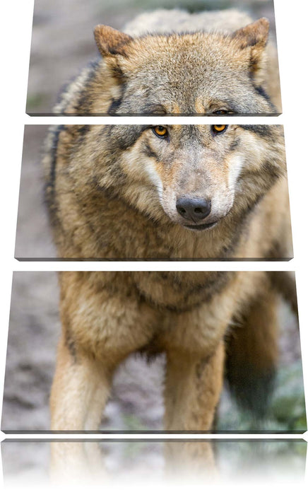 scheuer Wolf Leinwandbild 3 Teilig