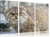 wütende Manul Leinwandbild 3 Teilig