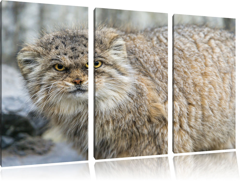 wütende Manul Leinwandbild 3 Teilig