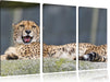 schlafender Gepard Leinwandbild 3 Teilig