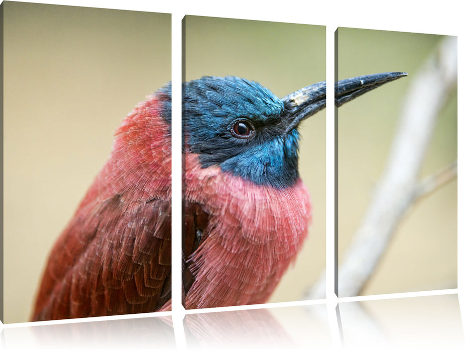 kleiner tropischer Vogel Leinwandbild 3 Teilig