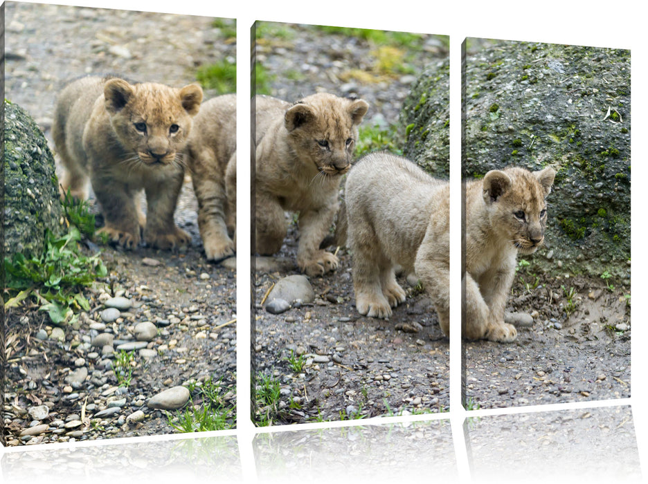 niedliche Löwenjungtiere Leinwandbild 3 Teilig