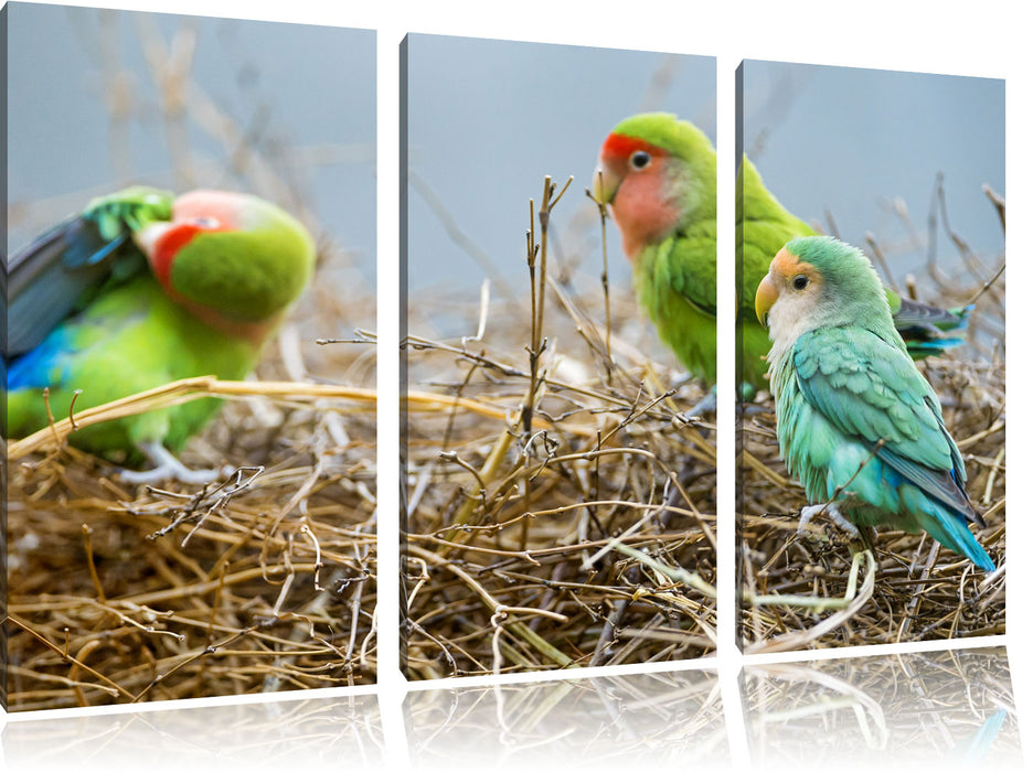 Papageien im Nest Leinwandbild 3 Teilig